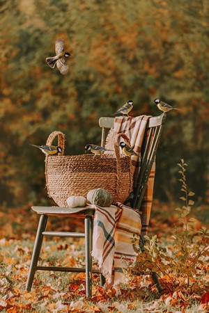 Birds on a chair with a basket and pumpkins in fall