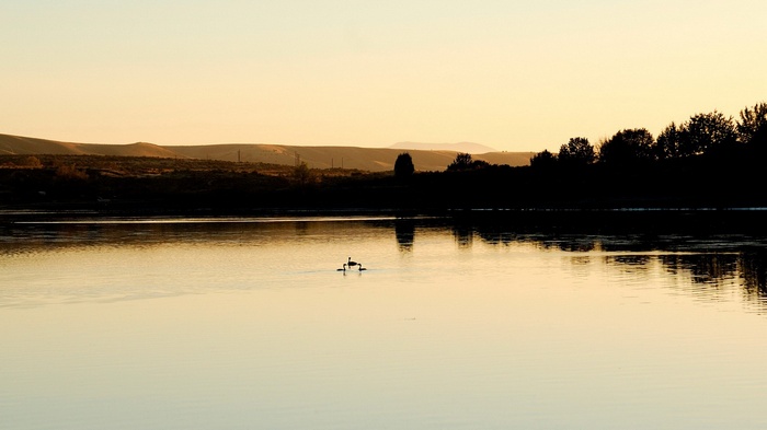 Geese swimming on a lake at sunset