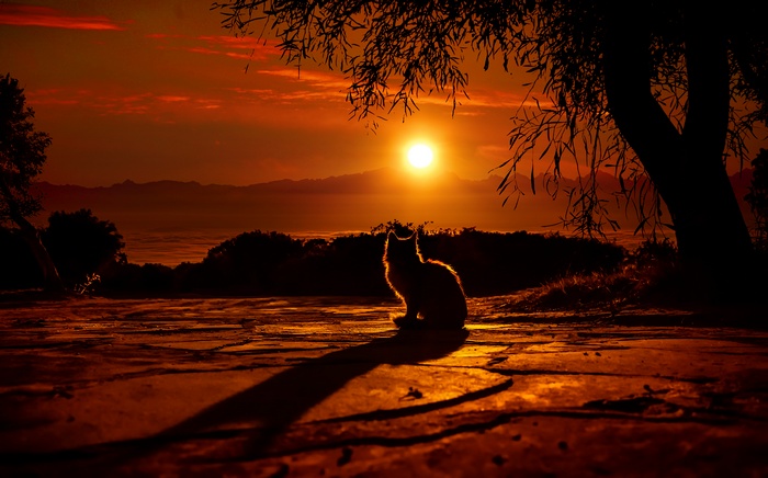 Cat silhouette at sunset