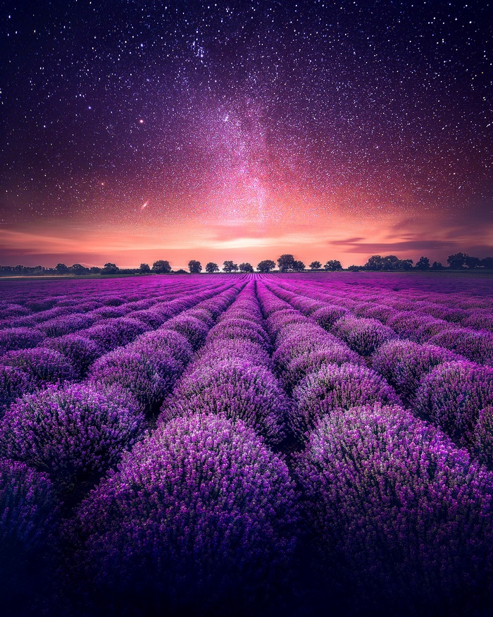 Lavender fields under a starry sky 4K