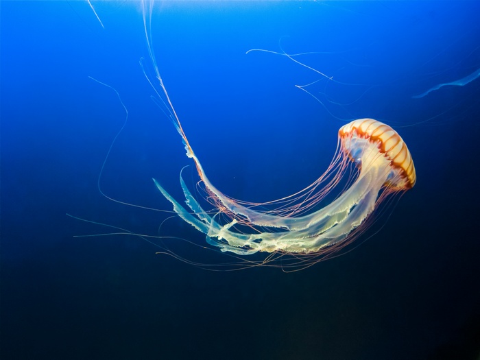 Jellyfish swimming in blue water