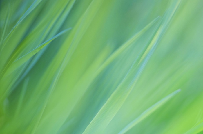 Abstract green grass blades