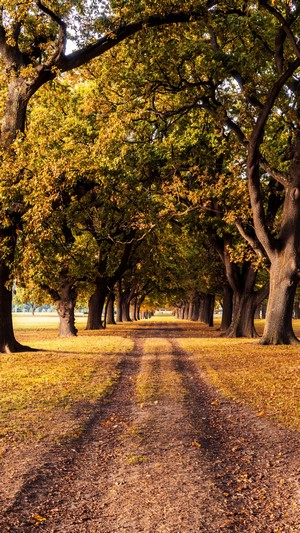 Tree-lined dirt road in autumn