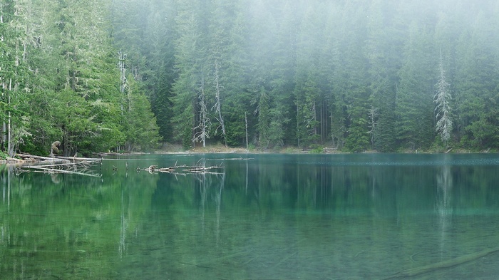Misty lake surrounded by evergreen forest