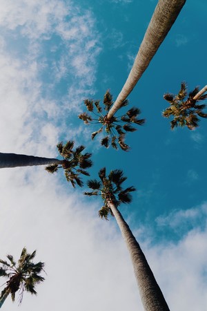 Palm trees against a blue sky with clouds