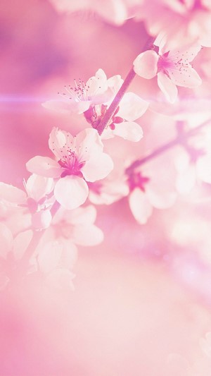 Pink flowers on a branch