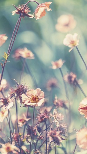 Close-up of delicate pink flowers in soft focus