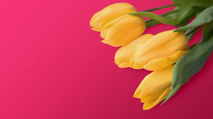 Yellow tulips on a red background