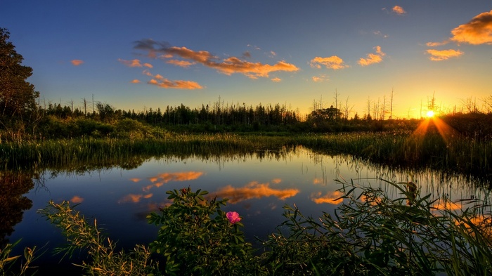 Sunset over a marsh with a pink flower
