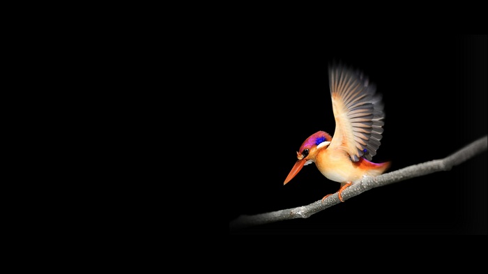 Oriental Dwarf Kingfisher on a branch