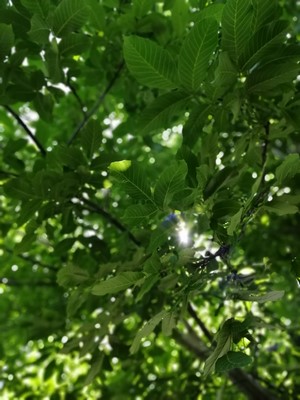 Sunlight filtering through green leaves and branches