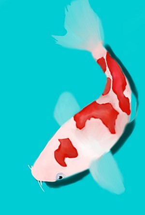 Koi fish swimming in cyan water