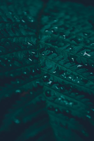 Close-up of a dark green leaf with water droplets