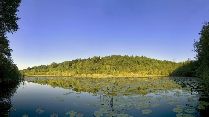 Lake with lily pads and forest reflection