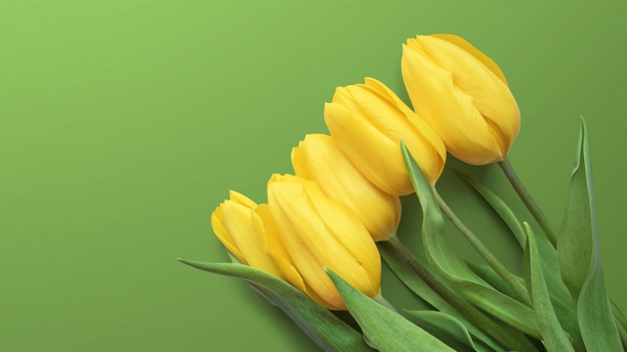 Yellow tulips on a green background 4K