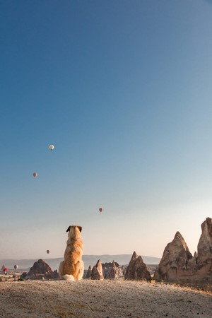 Dog sitting on a hill looking at hot air balloons in Cappadocia
