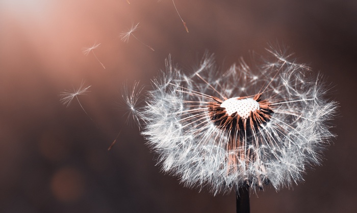 Dandelion seeds blowing in the wind, 4K