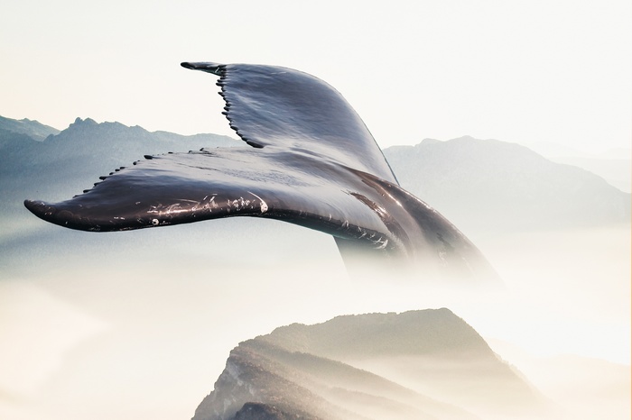 Whale tail over foggy mountains
