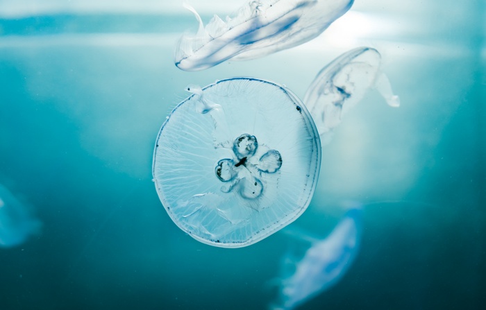 Jellyfishes in an aquarium 4K