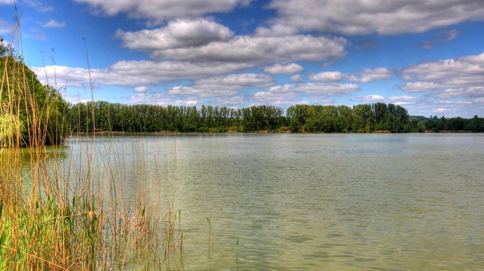 Lake with reeds and trees under a cloudy sky