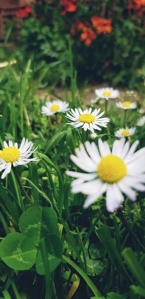 Daisies and clover in green grass
