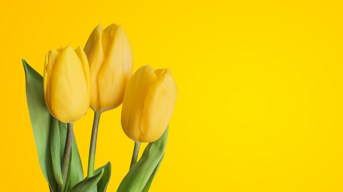 Yellow tulips on a yellow background, 4K
