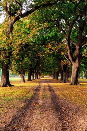 Dirt road lined with trees in fall