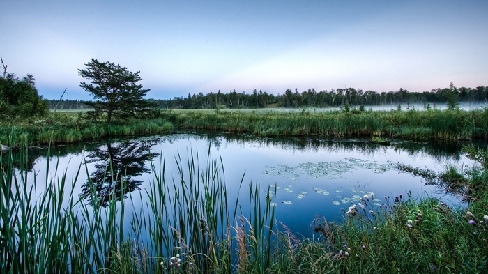 Tranquil lake with reeds and trees at dawn