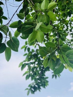 Green leaves on branches against a blue sky