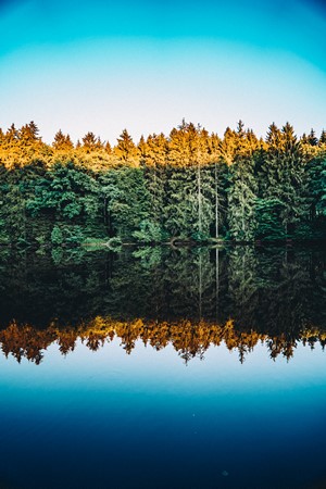 Forest reflection on calm water under clear sky