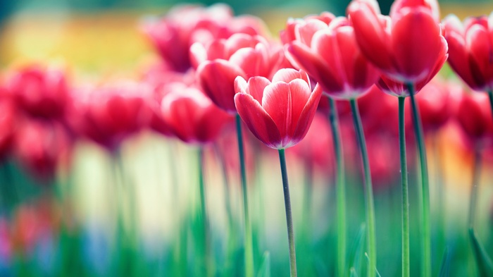 Red Tulips in a Garden