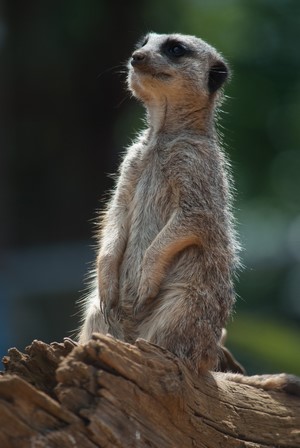 Meerkat standing on a log looking up