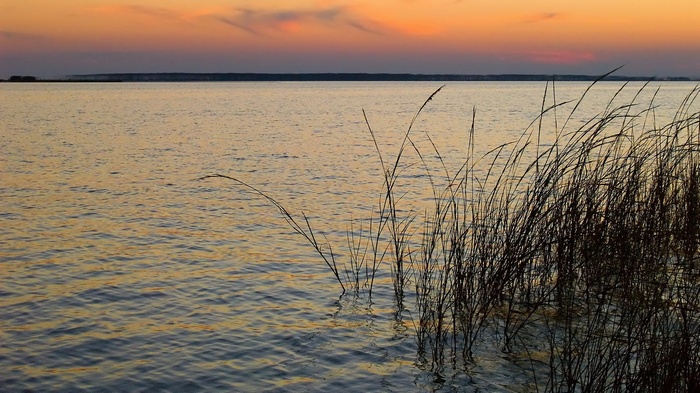Tall grass in water at sunset
