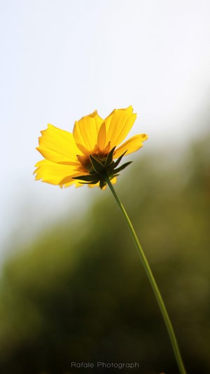 Yellow flower with green stem and blurred background
