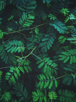 Green leaves and branches of a plant