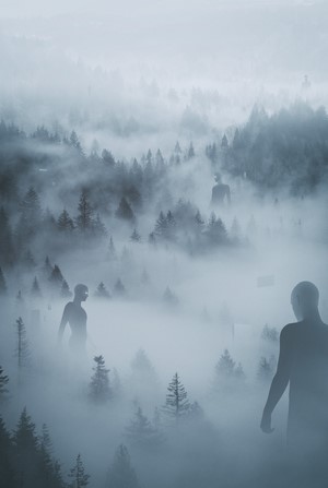 Giants in a misty forest