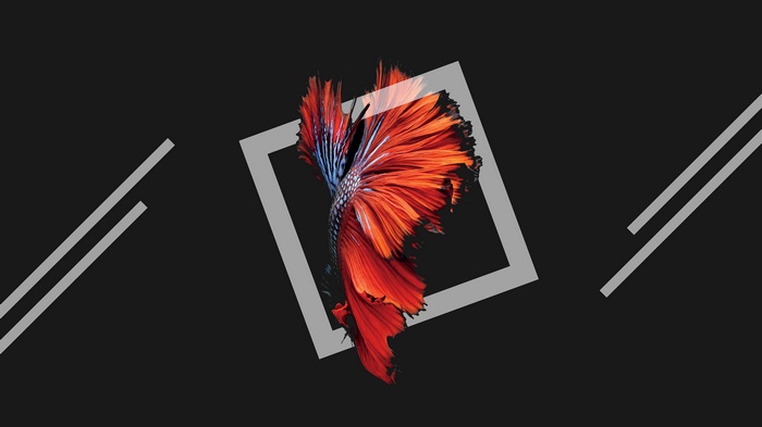 Orange Betta Fish Tail with Square Frame 4K