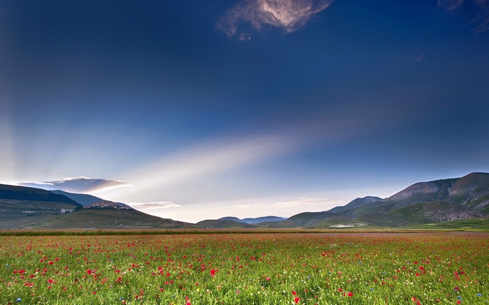 Field of red poppies with mountains and blue sky