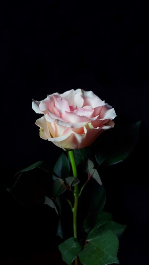 Pink rose with dark background
