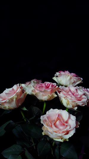 Pink and white roses against a black background