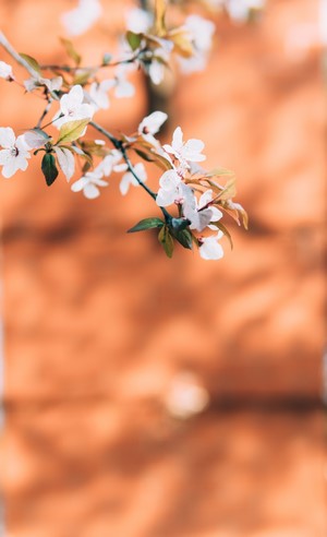 White flowers on a branch with orange background