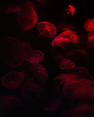 Red jellyfish in dark water