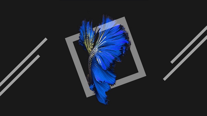Blue Betta Fish Tail 4K