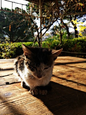 Kitten sleeping on a wooden surface in the sun