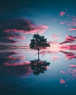 Nature Reflection of Tree Under Pink Sky