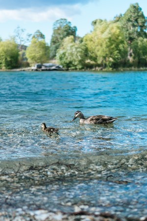 Mother duck and duckling swimming in a lake