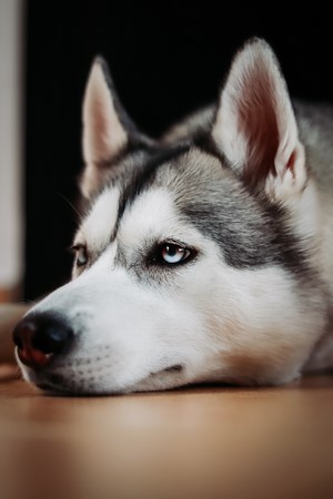 Husky dog lying down