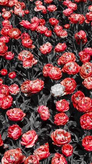 Red and white peonies with selective coloring