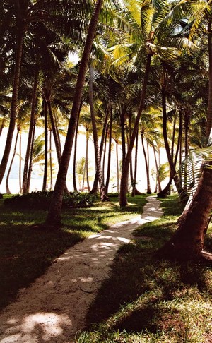 A sandy path winds through a grove of palm trees