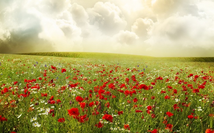 Field of red poppies and white daisies under a cloudy sky